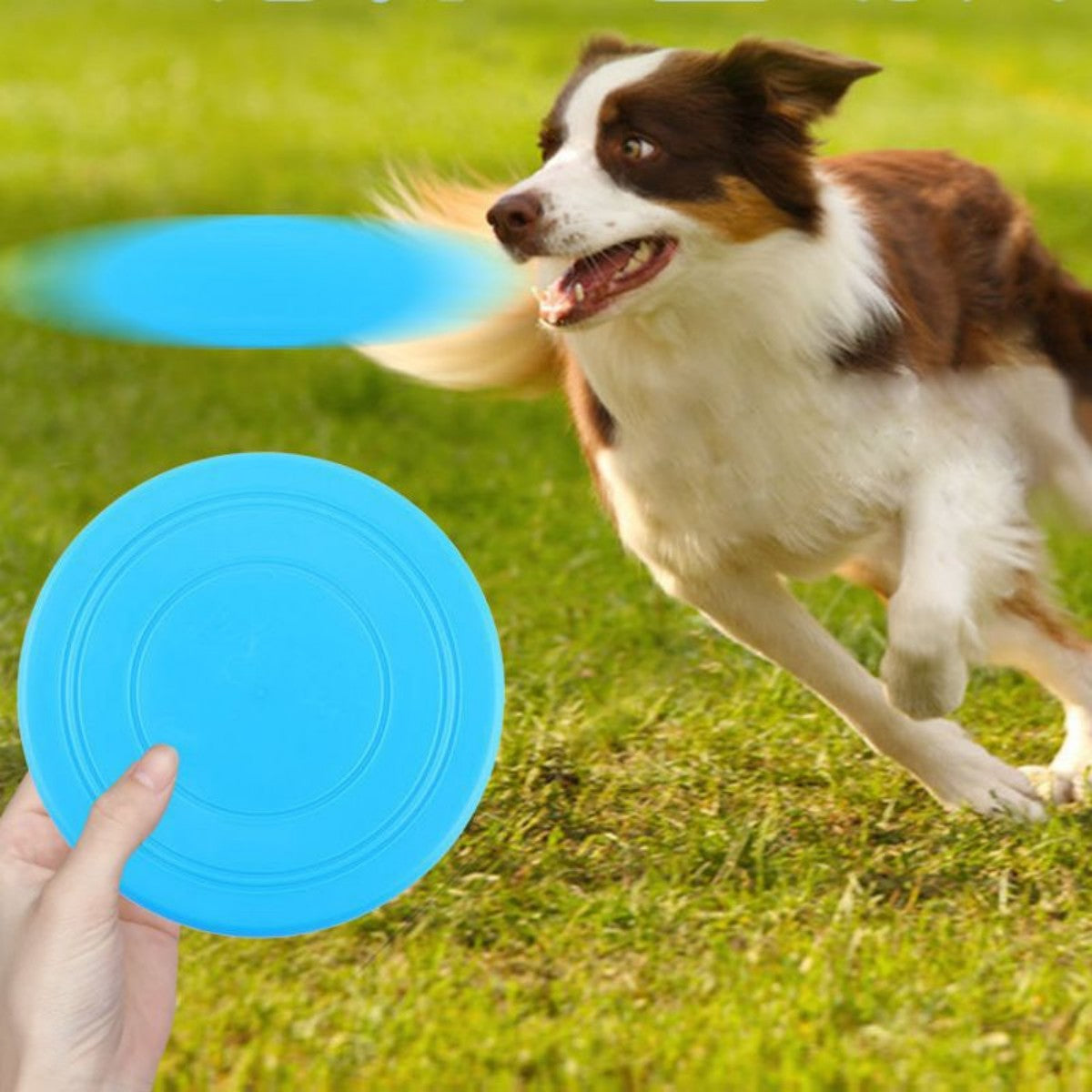 HUPSTL597Dog Flying Disc